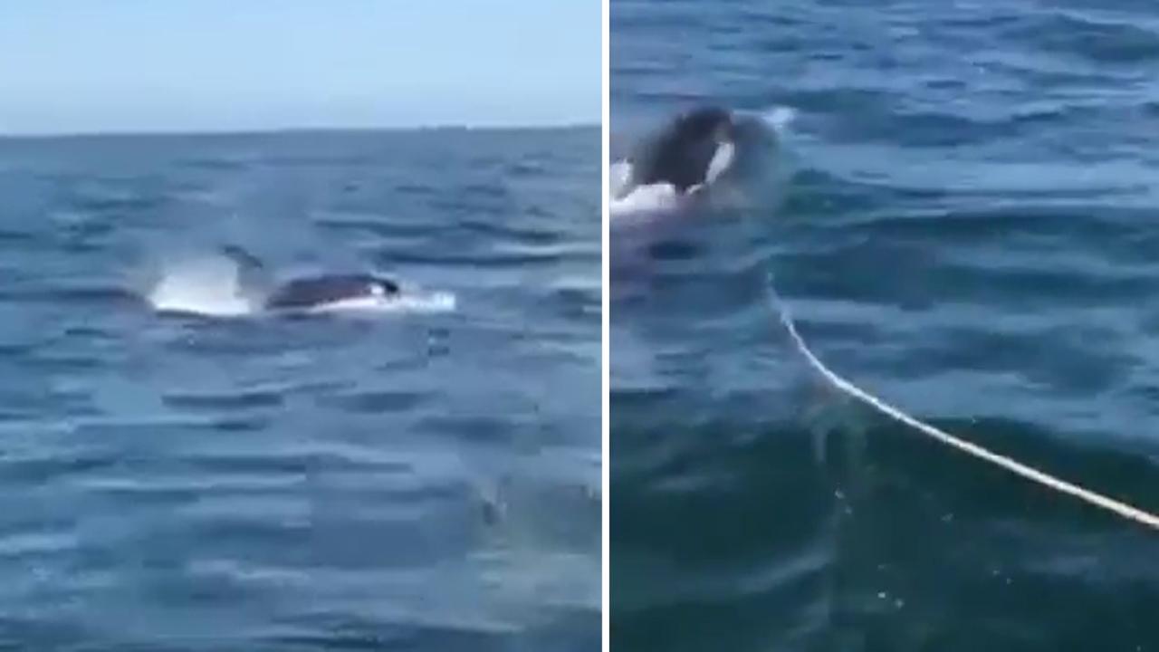 Boater captures terrifying encounter with orca