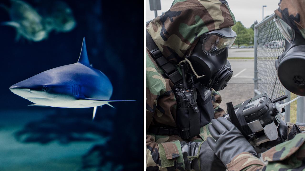 Could shark blood aid in chemical weapon detection?