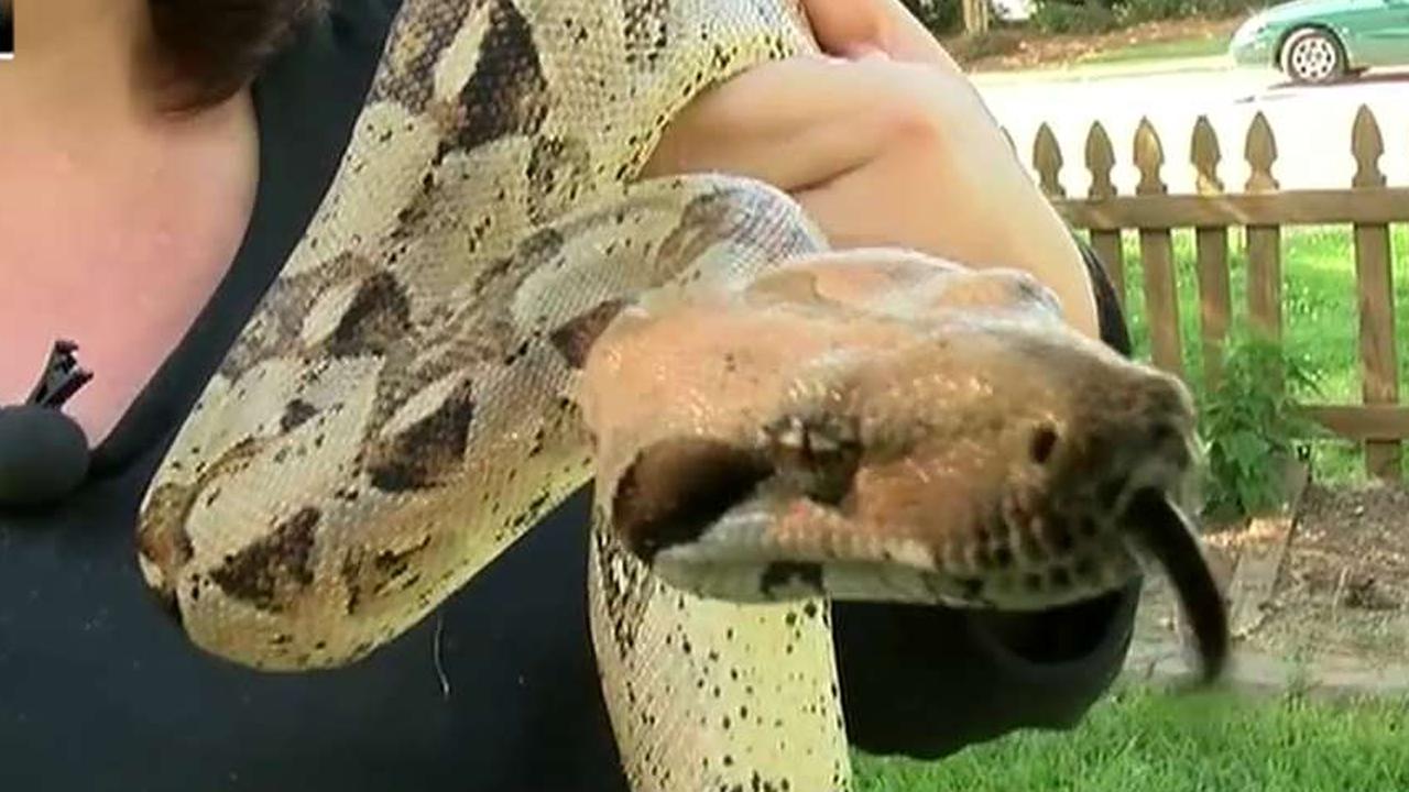 Boa constrictor attacks woman who rescued it