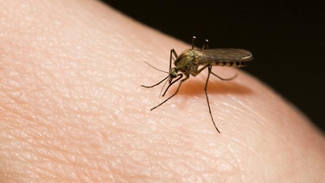 Zika virus: Long-term risks for men