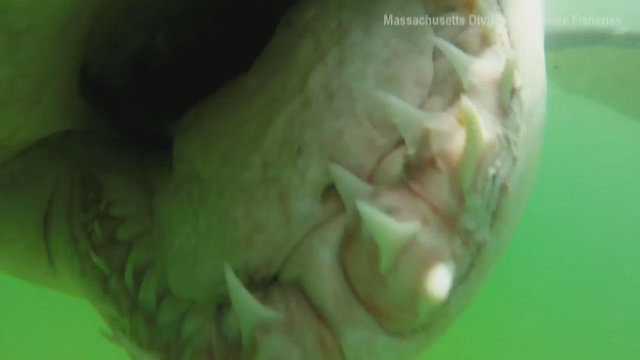 Great white shark chomps underwater camera