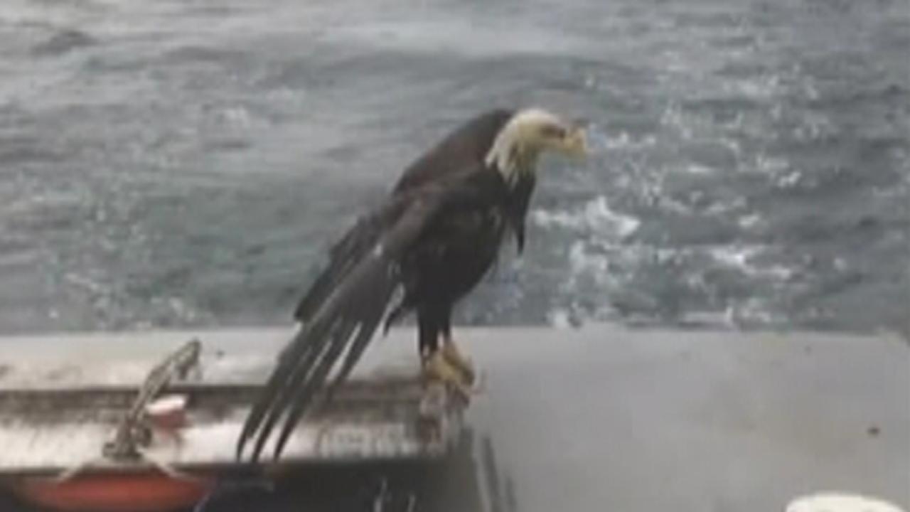Maine lobstermen rescue drowning bald eagle