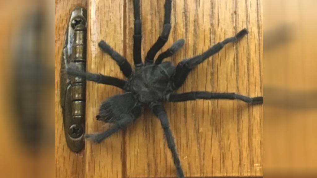 California family discovers a tarantula in the kitchen