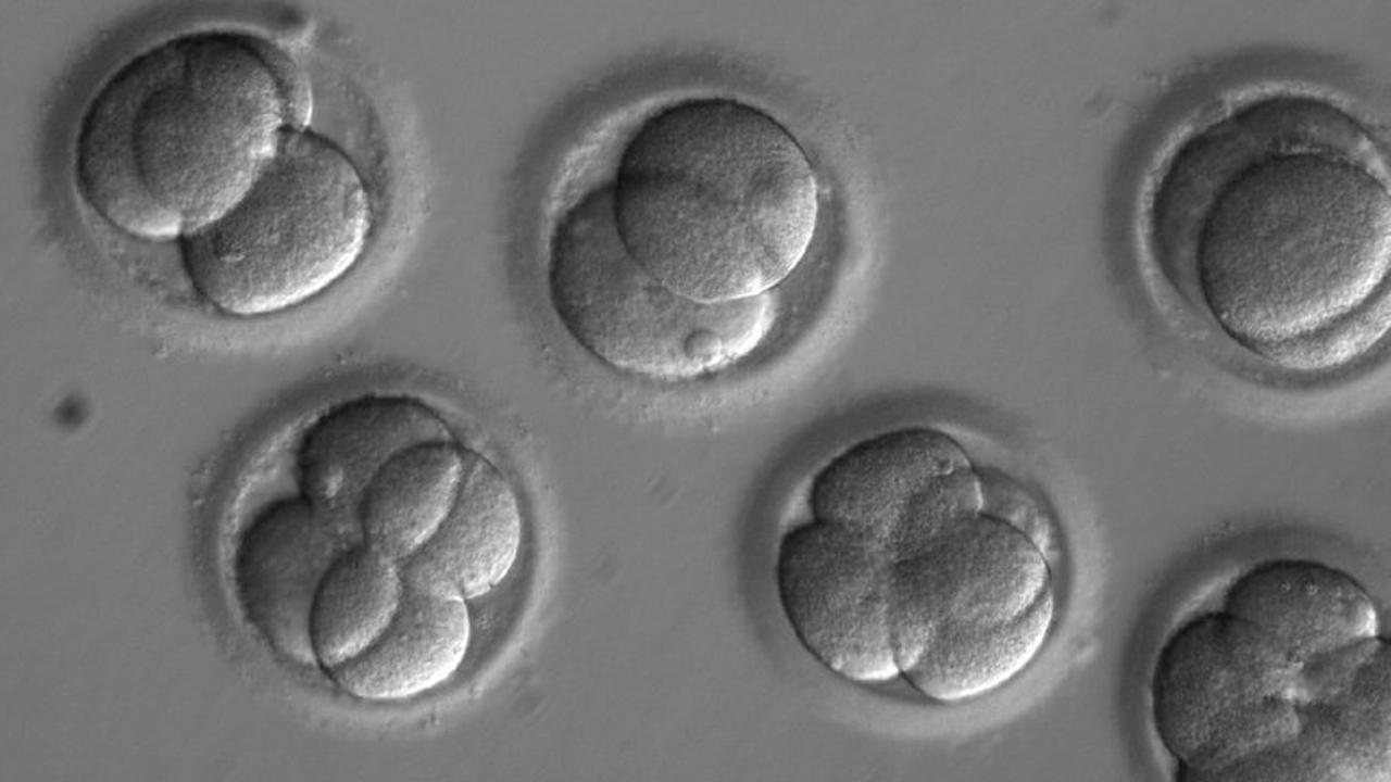 Should science be getting involved in embryo gene repair?
