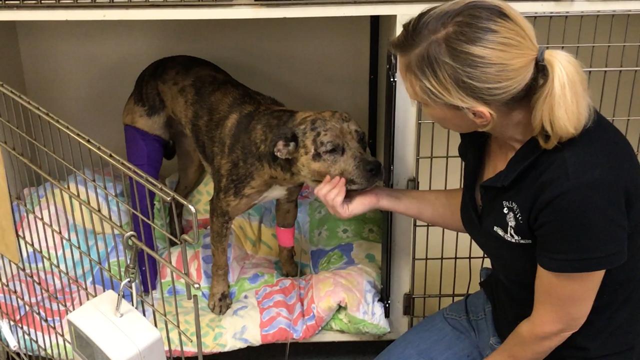 Dog in South Carolina shows signs of torture 