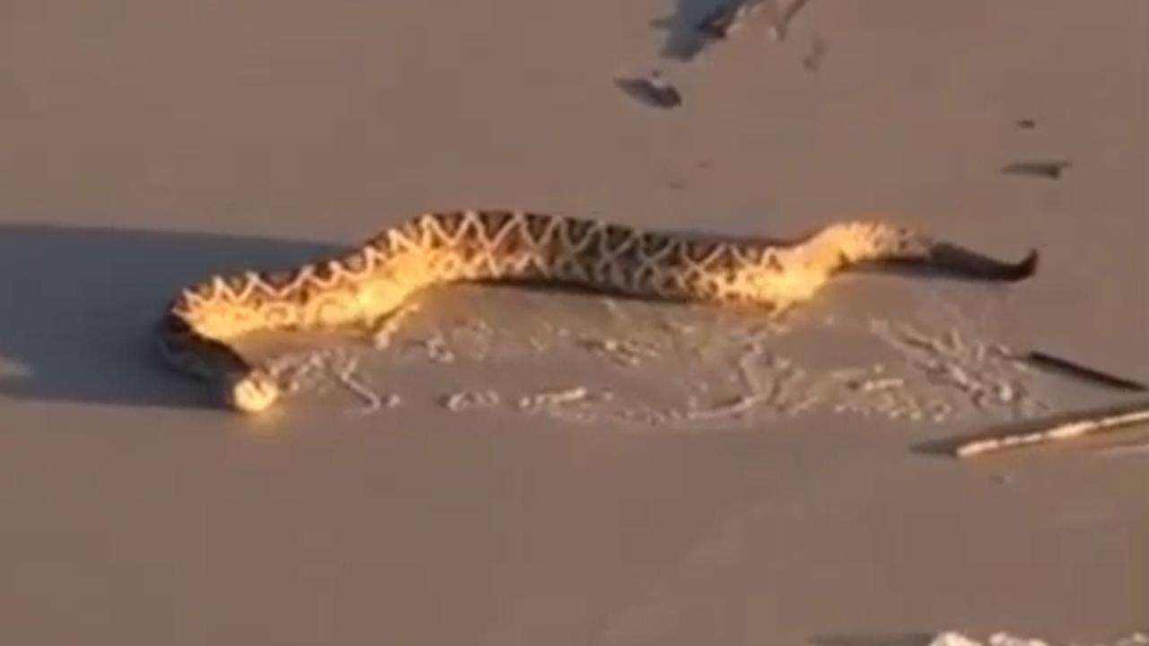 Diamondback rattlesnake washes ashore, slithers down beach