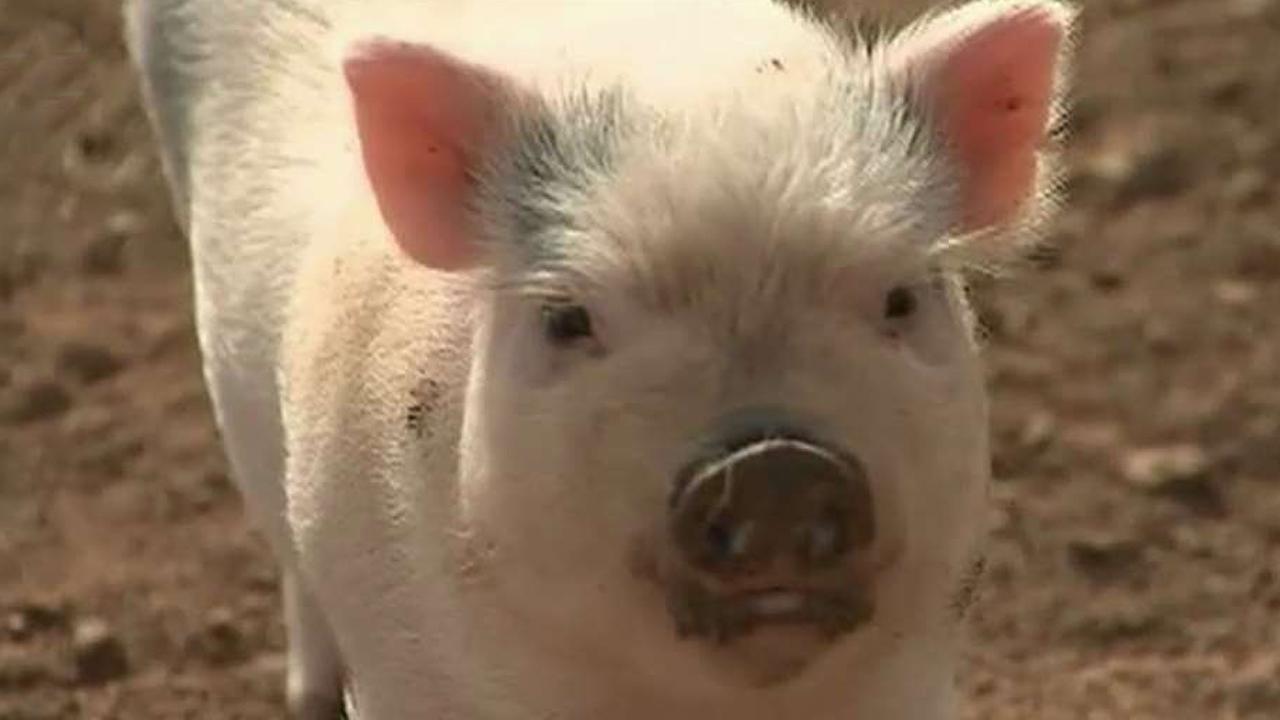 Piglets as organ donors for humans? 