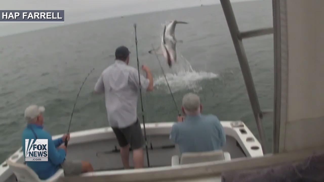 Fisherman films great white shark leaping from water, stealing fish off  line