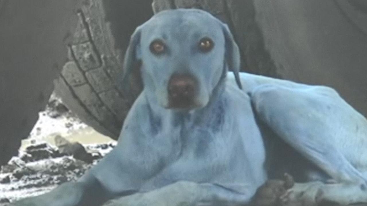 Why are dogs in India turning blue?