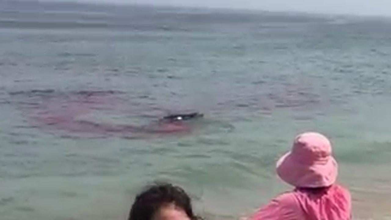 Shark feasts on seal in video, causes panic on Cape Cod beach