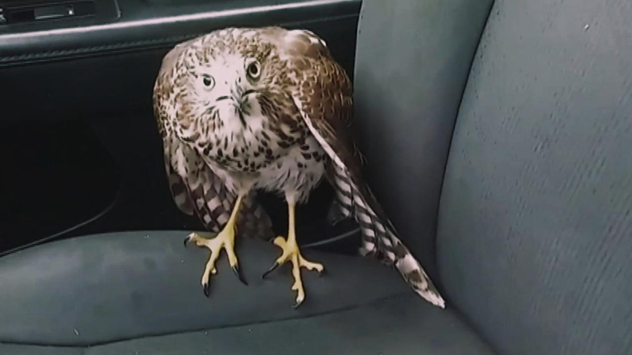 'Harvey the Hawk' seeks refuge in car ahead of hurricane