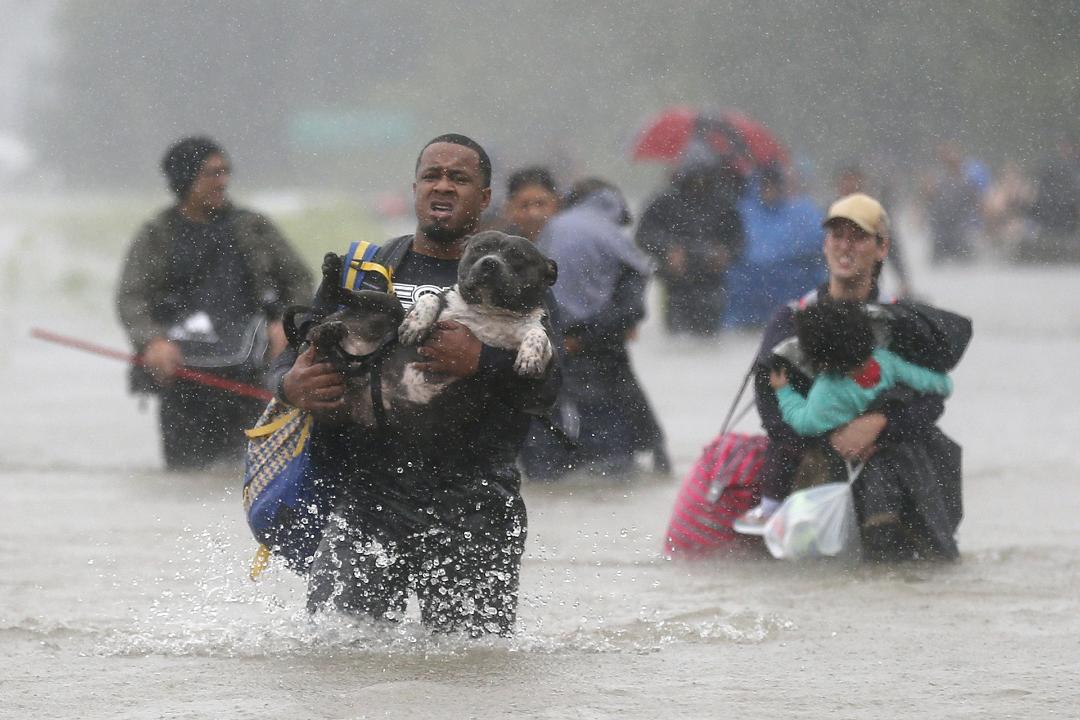 Hurricane Harvey tore through Texas abandoning thousands of animals. Nationwide rescues and shelters rally to help.