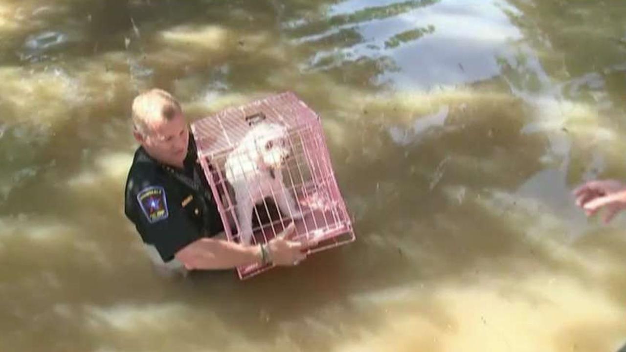 First responders rescue animals in Harvey flood zone
