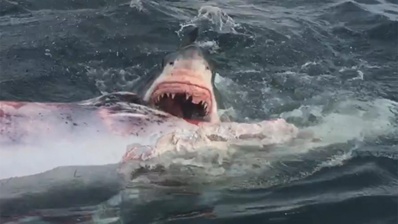 Great white sharks tear into whale carcass