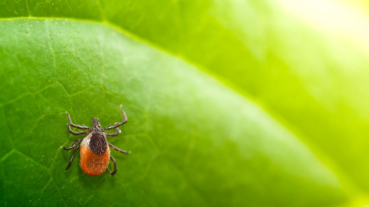 Lyme disease: What you need to know