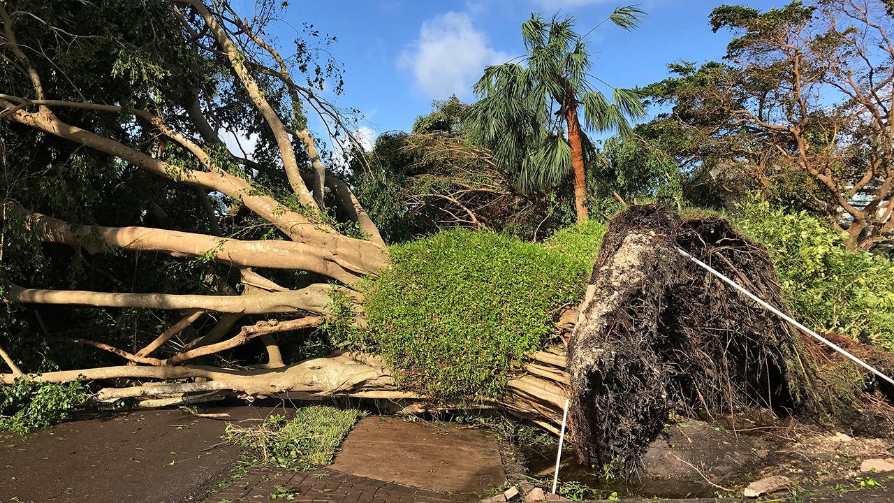 Hurricane Irma rips down trees in Naples, Florida
