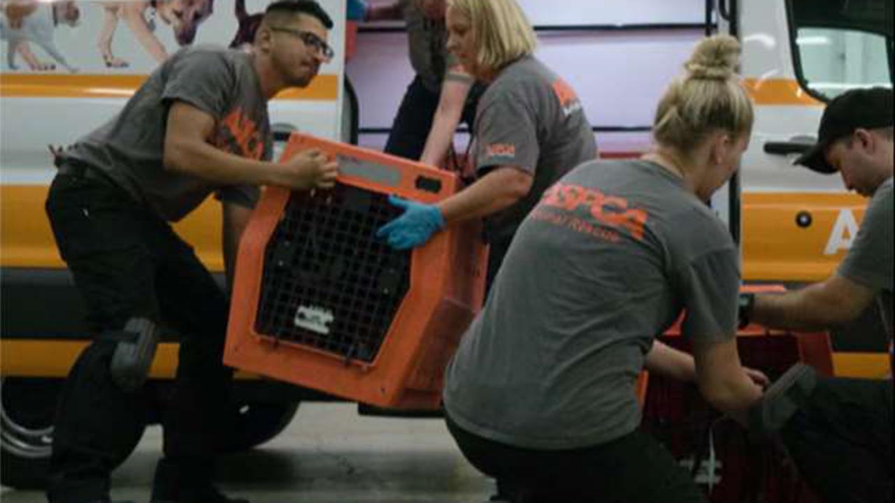 ASPCA rescues shelter animals from Hurricane Irma