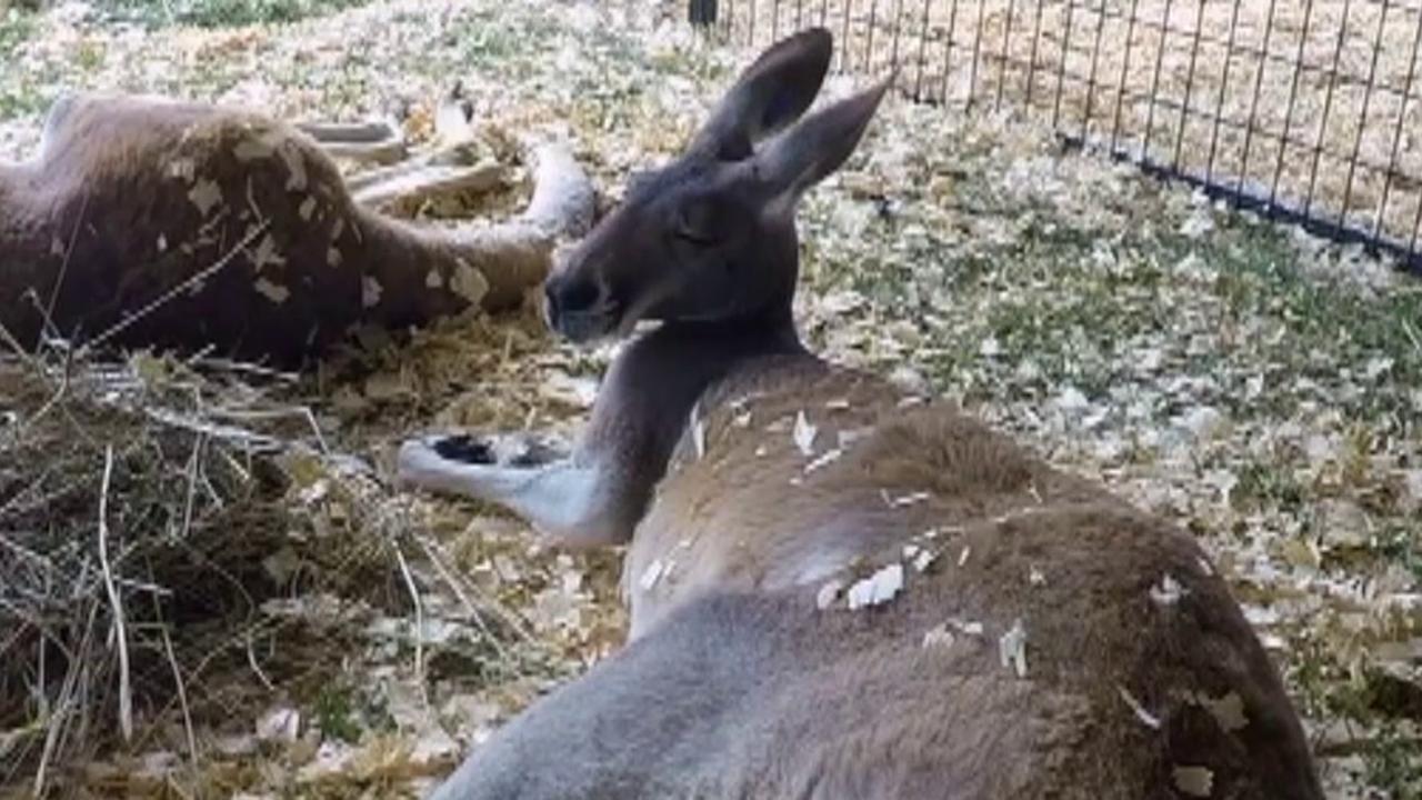 Escaped kangaroo surprises farmers in Wisconsin