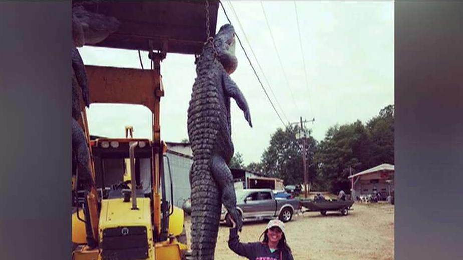 Woman on first ever alligator hunt bags monster gator