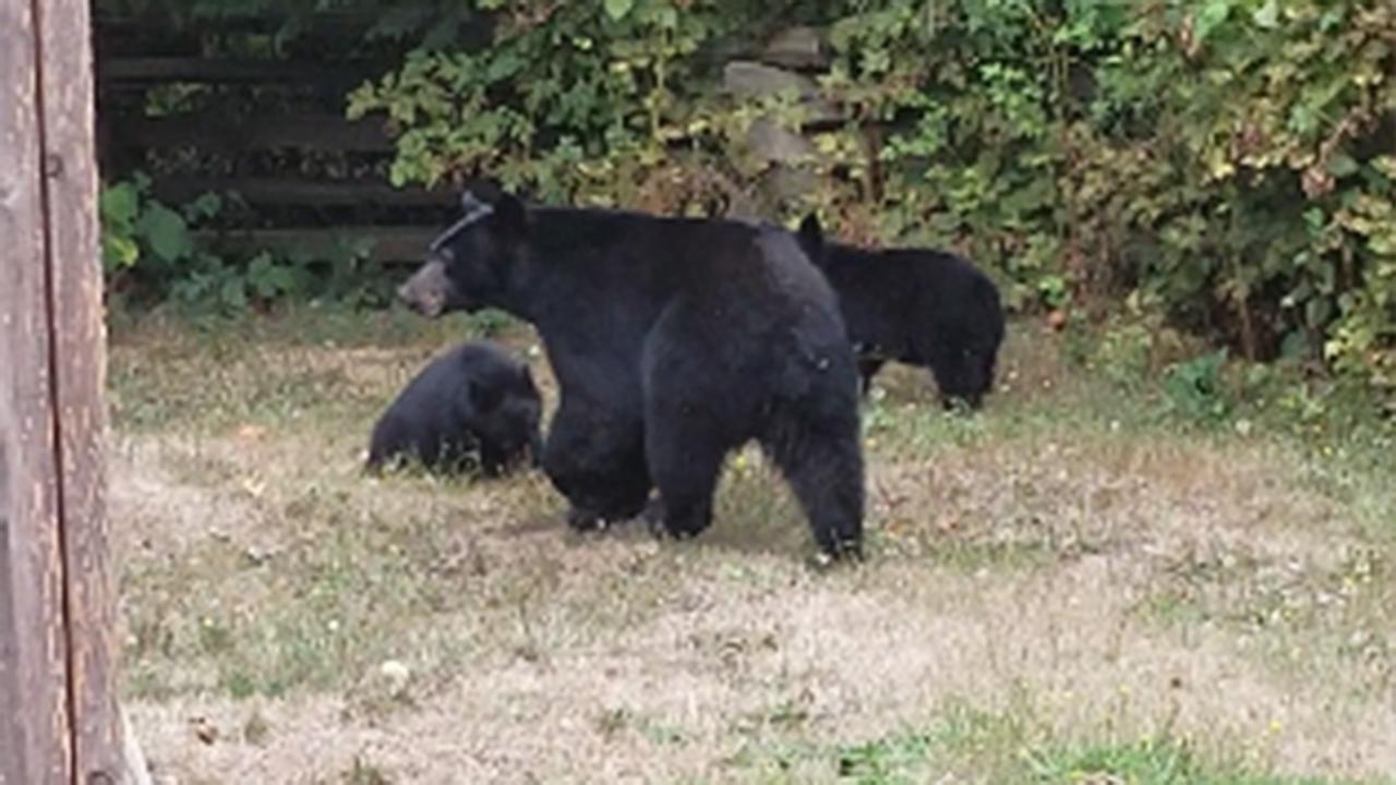 'Have a good day': Man politely asks bears to leave his yard
