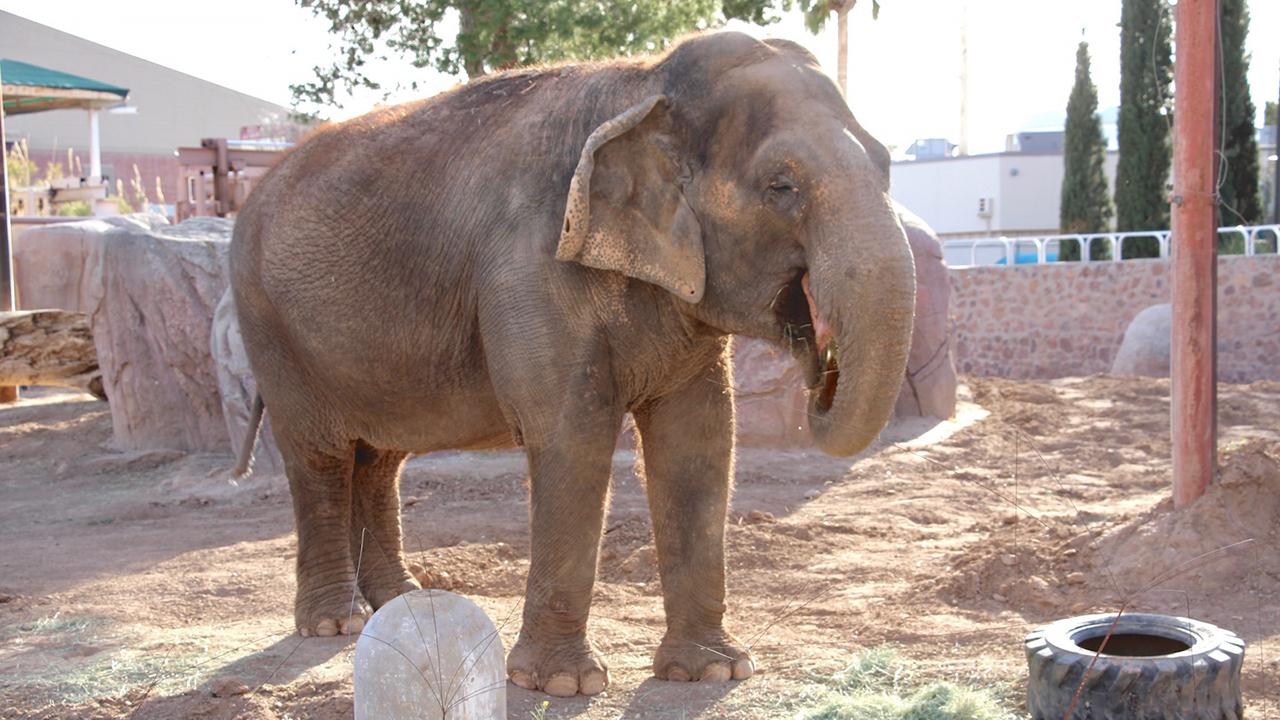 Cancer treatment in Asian elephant is unprecedented	