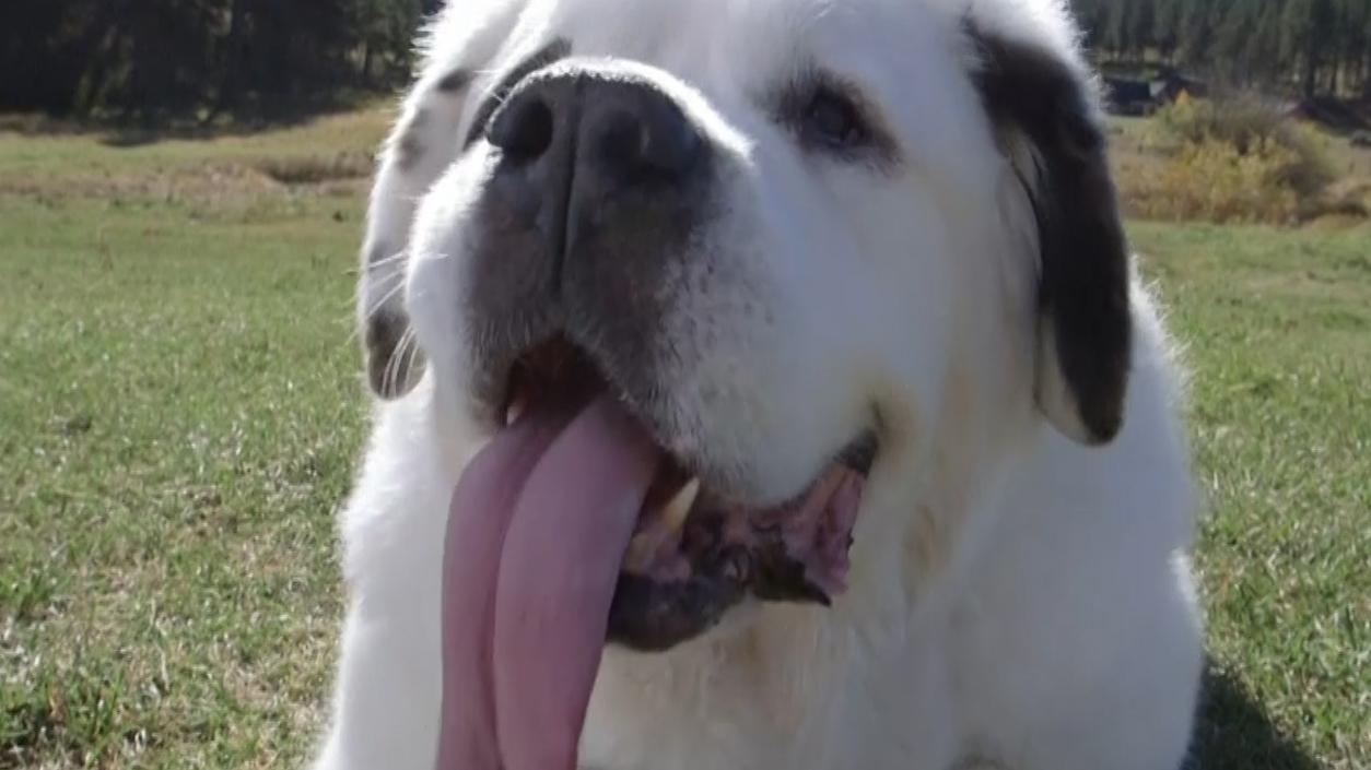 Mochi the St. Bernard has the world's longest dog tongue