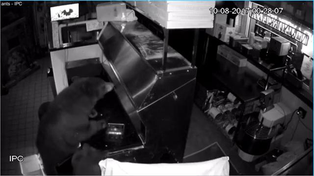 Three bears break into Colorado pizzeria: Watch surveillance video