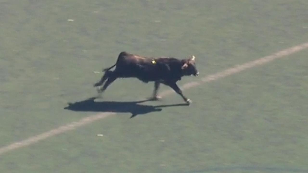 Runaway cow in Brooklyn park evades capture for hours