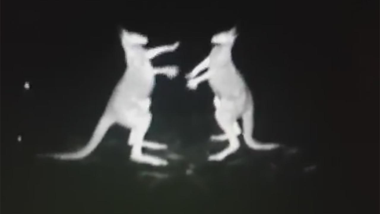 Fighting kangaroos filmed on cop chopper's infrared camera