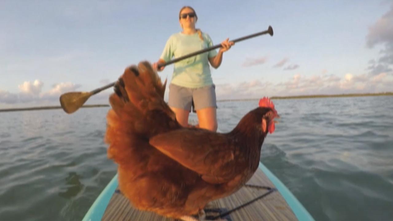 Chicken enjoys rides out on water with owner