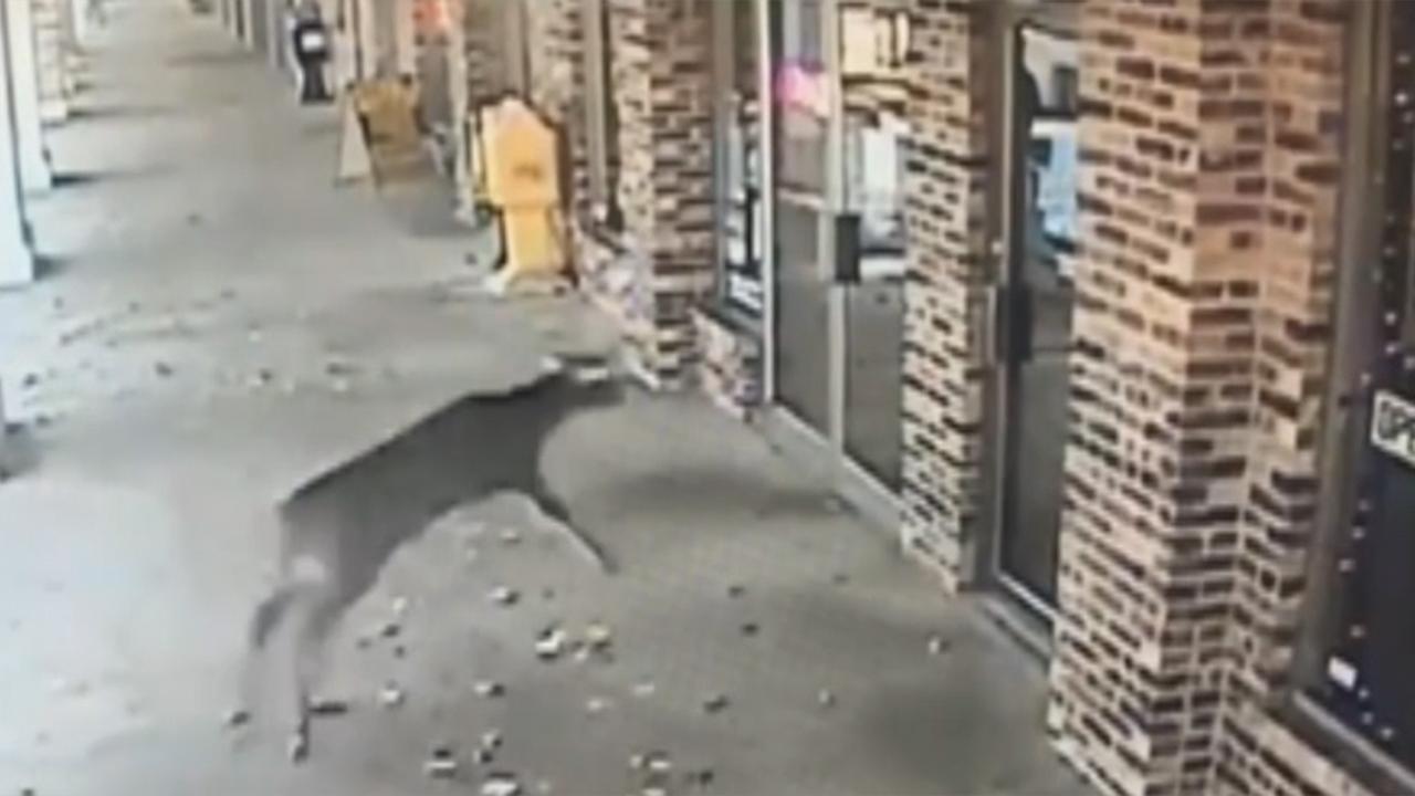 Deer crashes through barbershop's glass door
