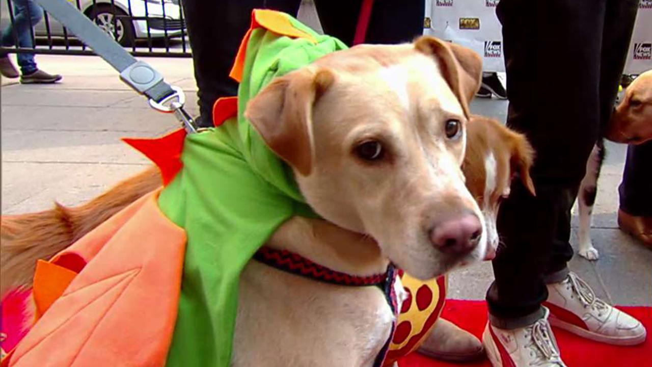 After the Show Show: Dog Halloween costumes