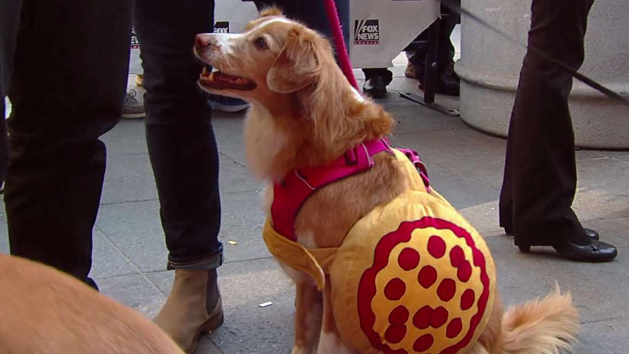 Dogs walk in a Halloween fashion show