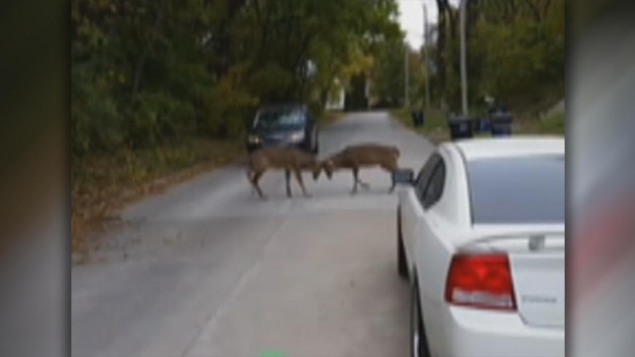 Bucks battle in middle of road near construction site 