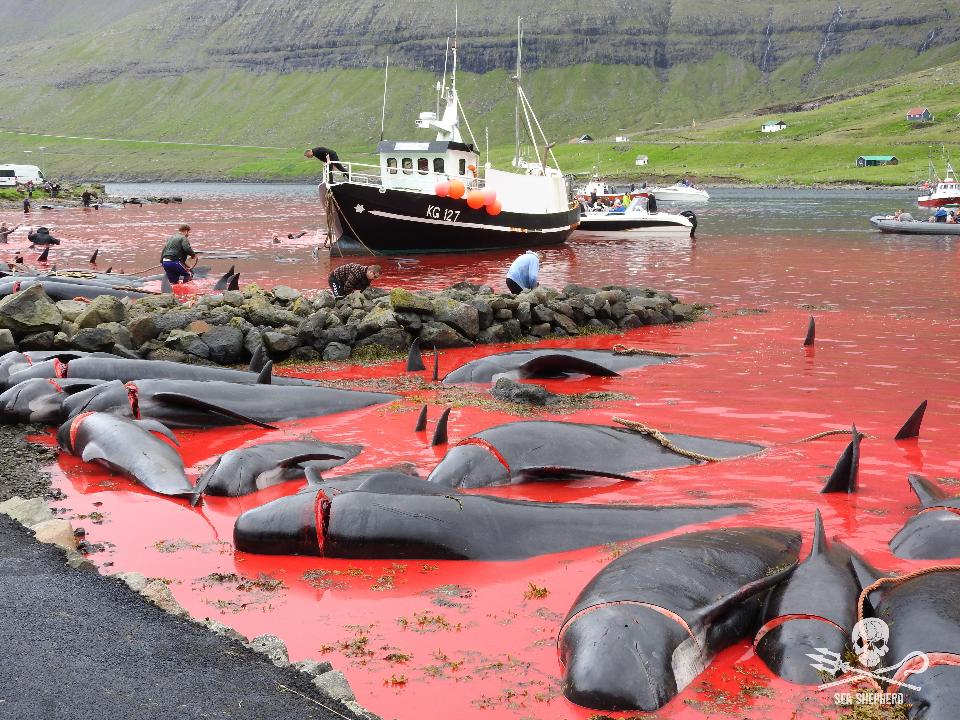 Gruesome whale hunts in Faroe Islands exposed by activists 