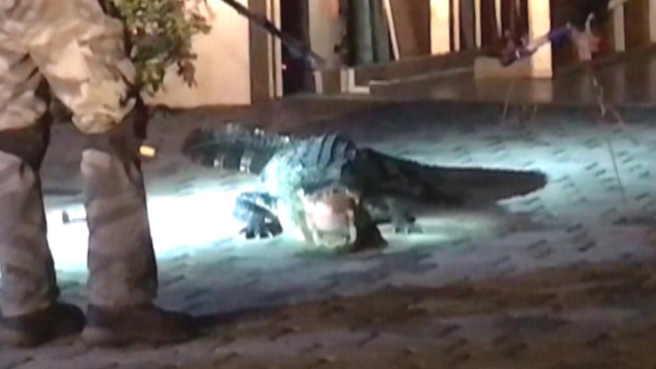 Monster Alligator Captured In Florida Garage Fox News