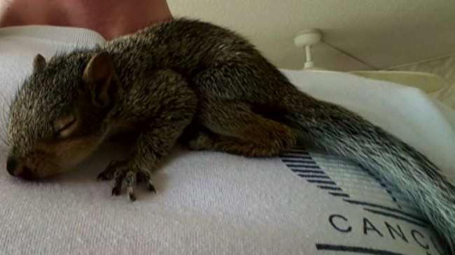 Man facing eviction over support squirrel 