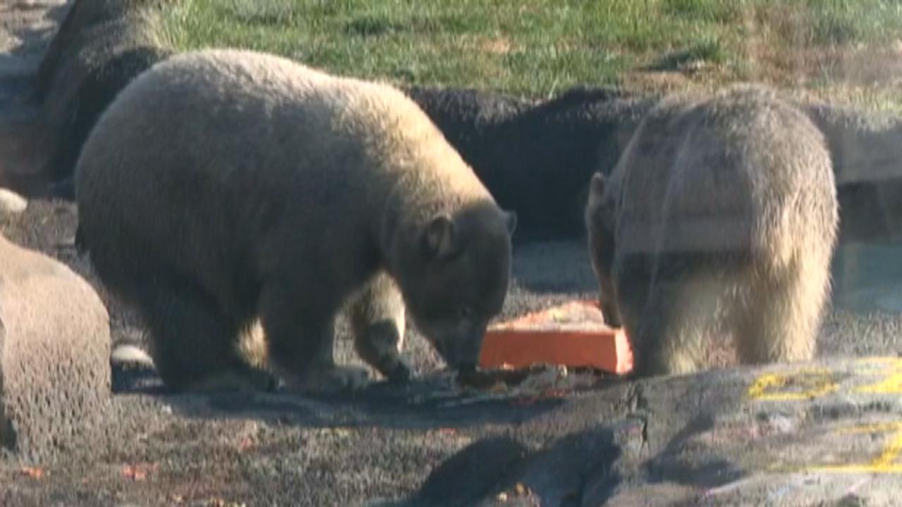 Twin polar bear cubs celebrate their first birthday