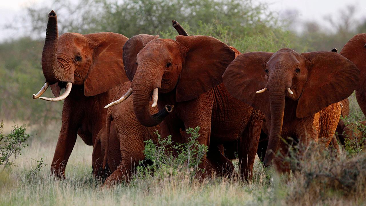 President Trump reversing elephant trophy ban