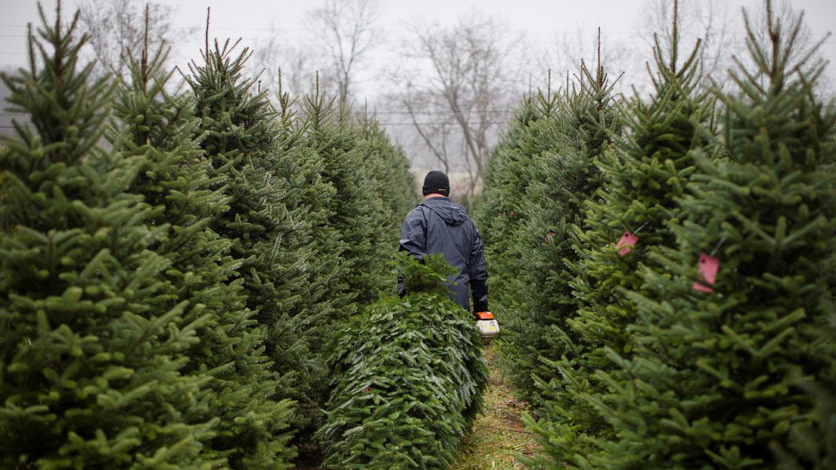 Get ready to pay more for a Christmas tree