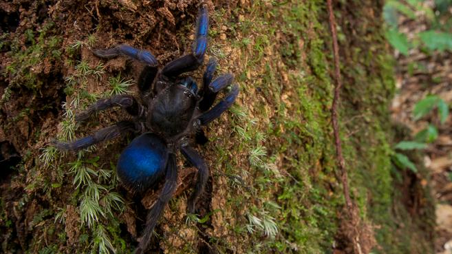 Blue tarantula among newly discovered species in Guyana