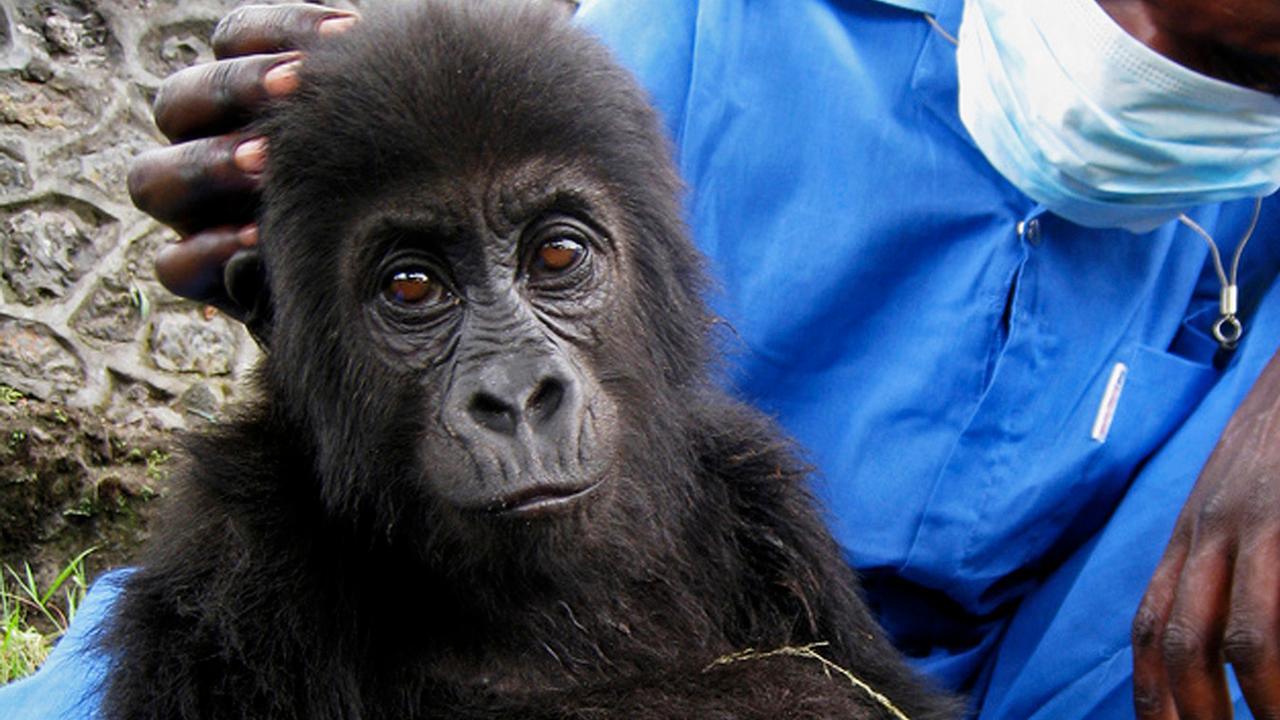 Shedding light on the illicit global ape trade