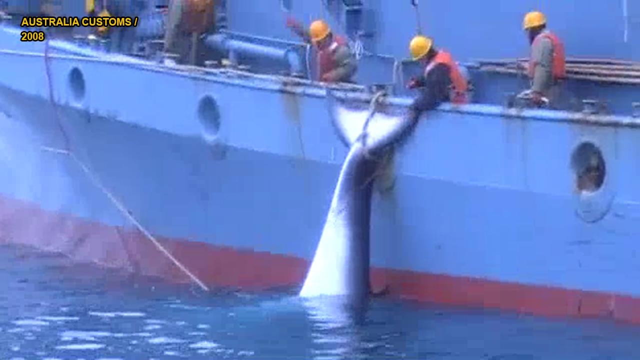 Graphic video shows gruesome Japanese whaling operations