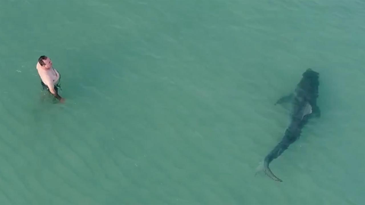 Tiger shark swims ominously close to swimmers in Miami