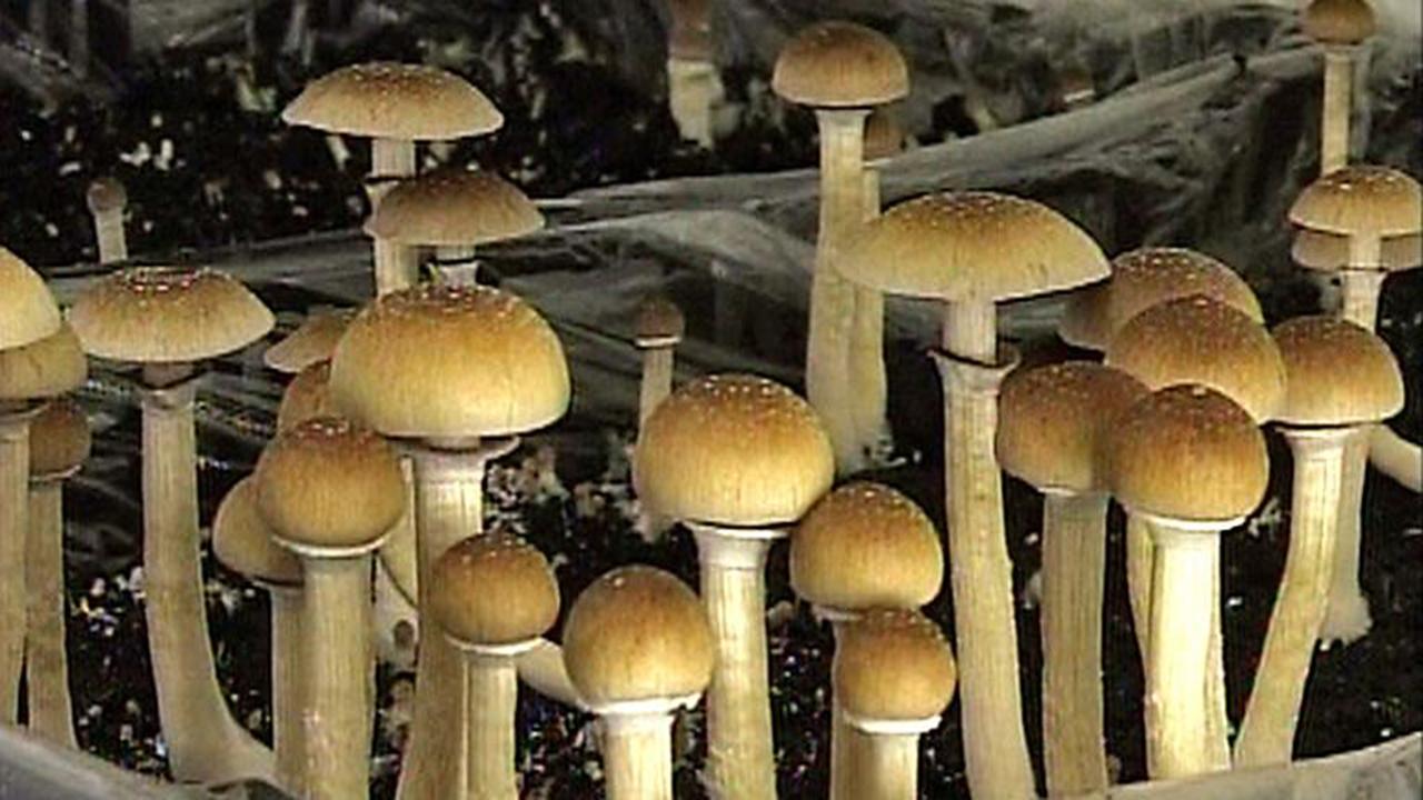 New initiative to decriminalize magic mushrooms in Calif.
