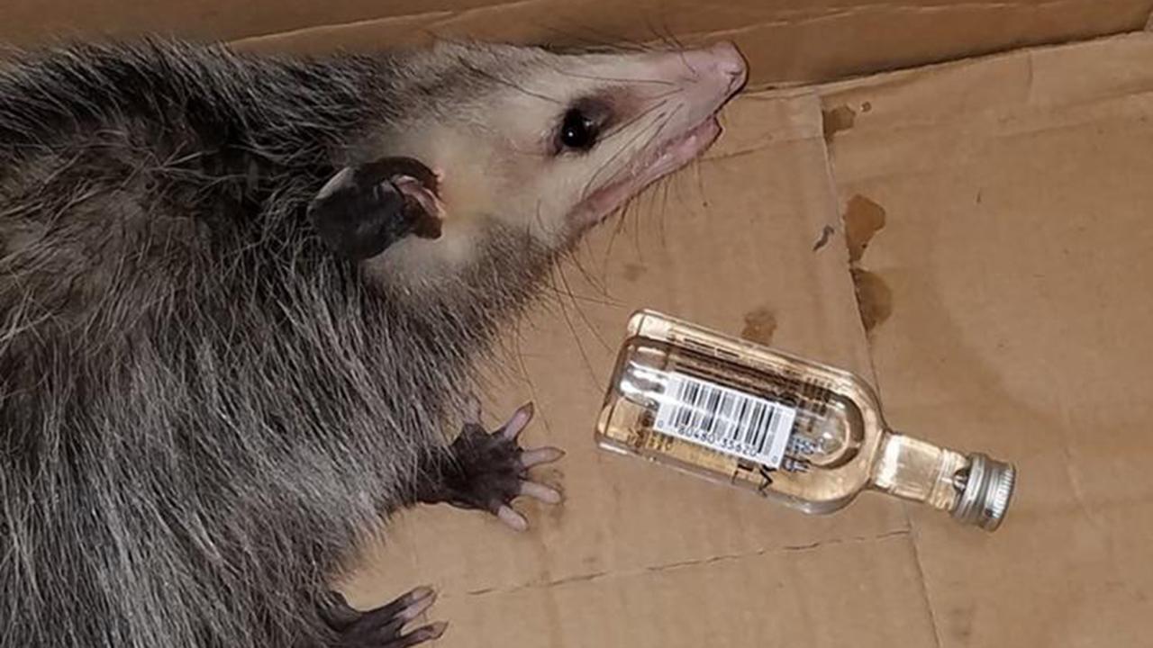 Opossum breaks into liquor store, gets drunk