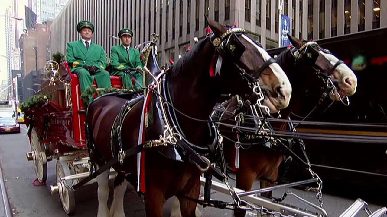 Budweiser Clydesdales kick off holiday season with US tour