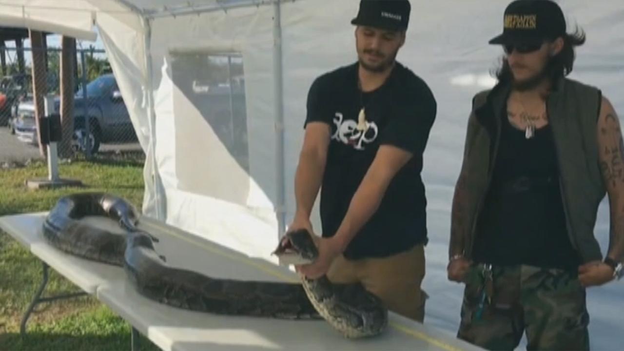 Monster 17-foot python caught in Everglades