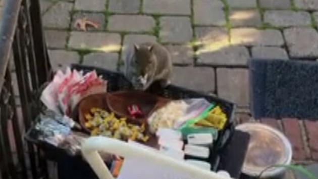 Holiday treat: Squirrel caught on camera stealing chocolate