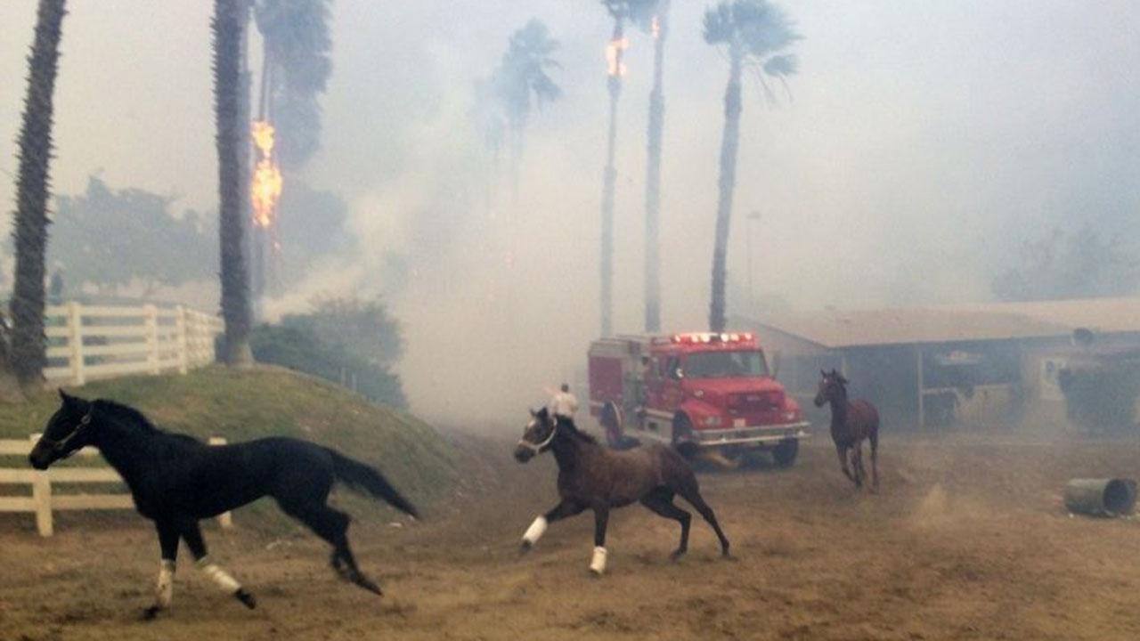 Ranchers race to save horses from wildfires in California